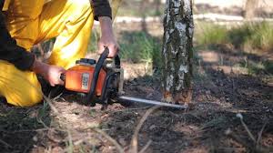 Best Arborist Consultation Services  in Mayer, MN